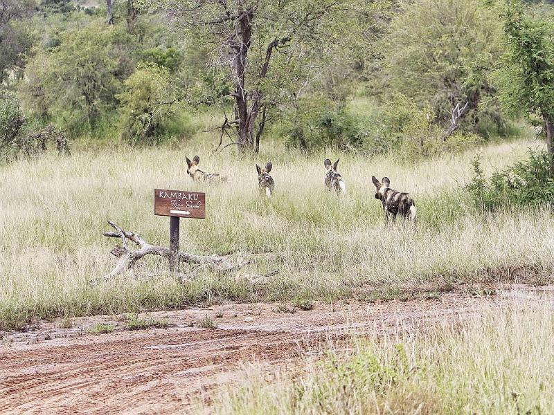 Kambaku River Sands Hotel Hoedspruit Bagian luar foto